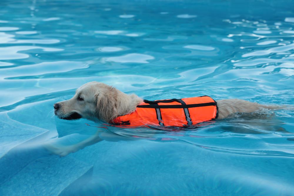 How to Create an Emergency Plan for Your Pets