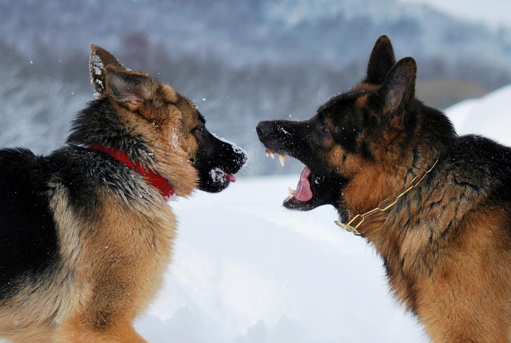 Dealing with Aggression in Pets