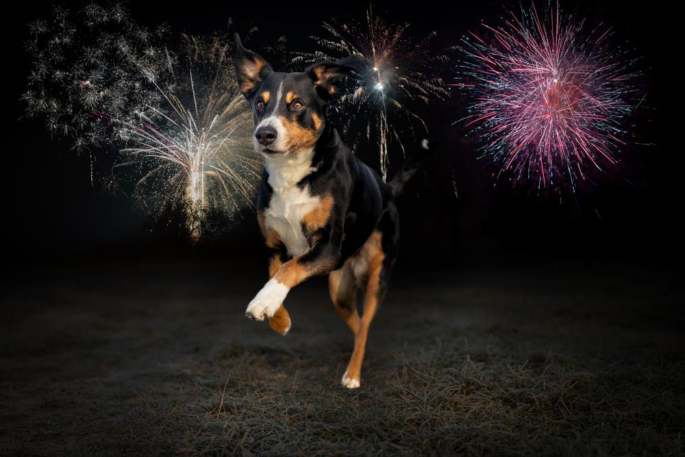 Pets and Fireworks: A Safety Guide