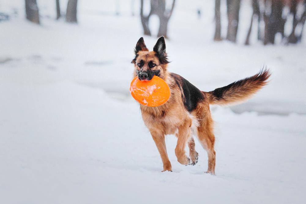 Essential Pet Safety Tips Every Australian Pet Owner Should Know