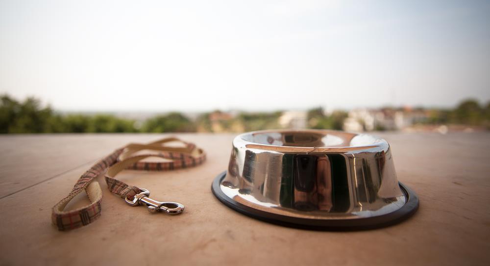 Understanding Pet Loss Grief: Coping with the Loss of a Beloved Animal Companion