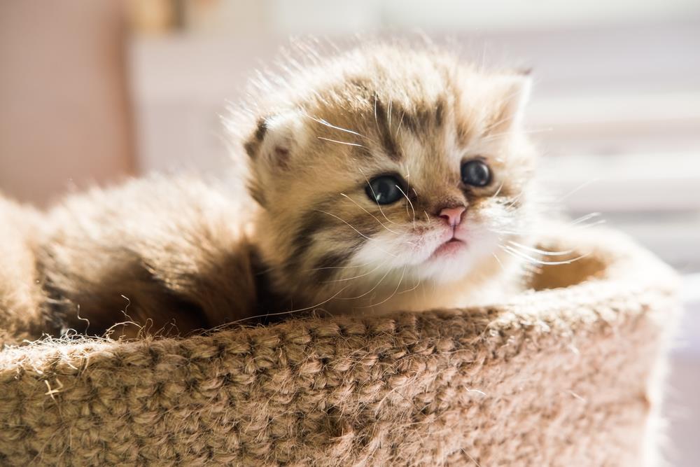 How to Help Your Pet Cope with Moving