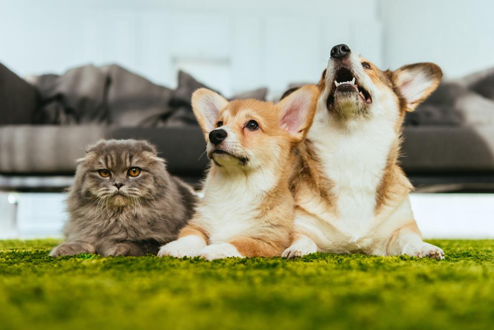 Understanding Pet Body Language: A Guide for Australian Pet Owners