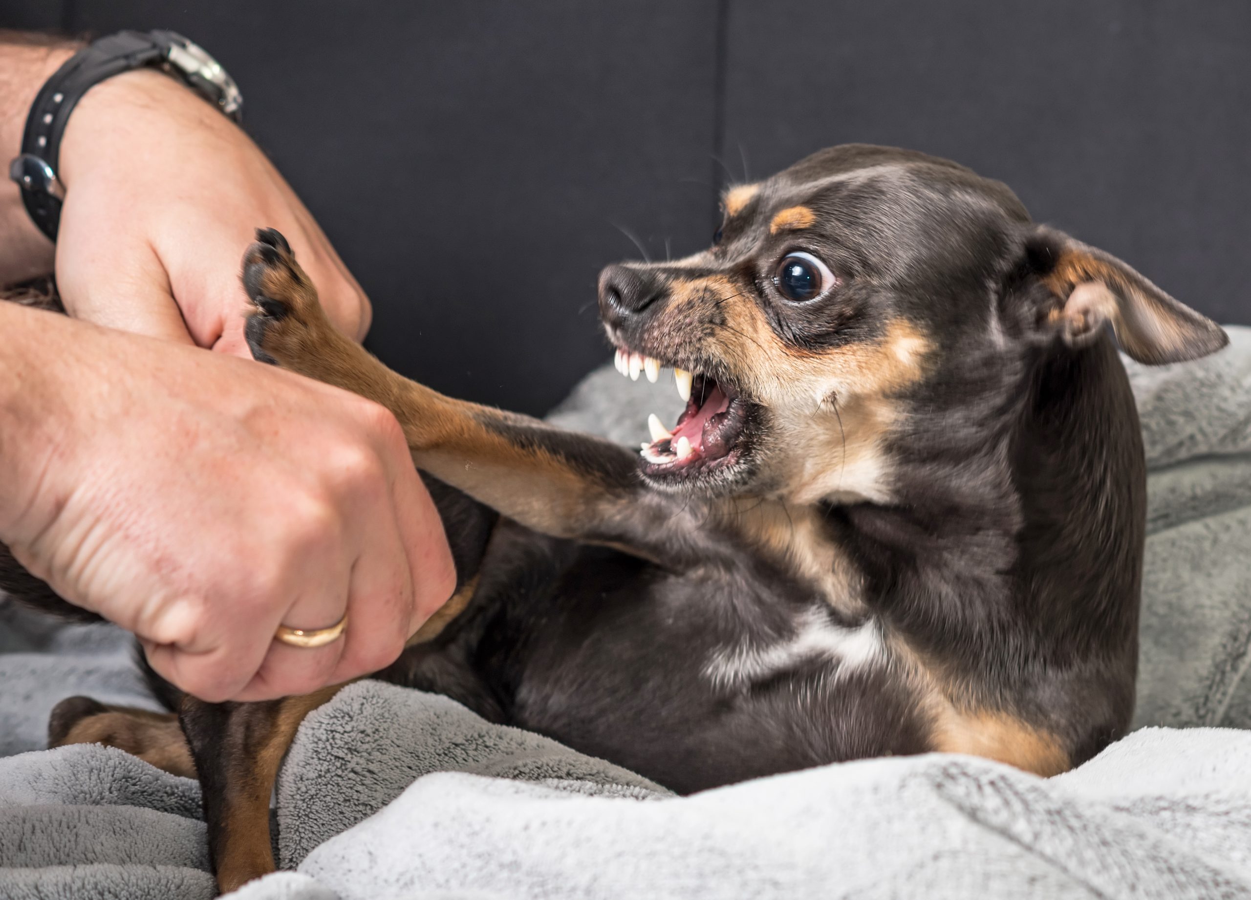 Dealing with Unwanted Pet Behaviors