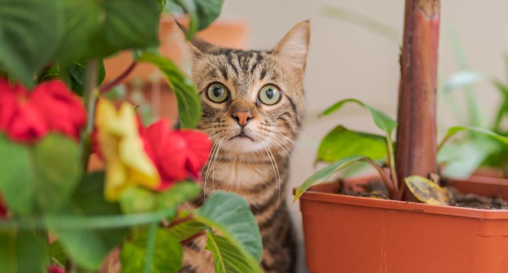 Guide to Eco-friendly Pet Care