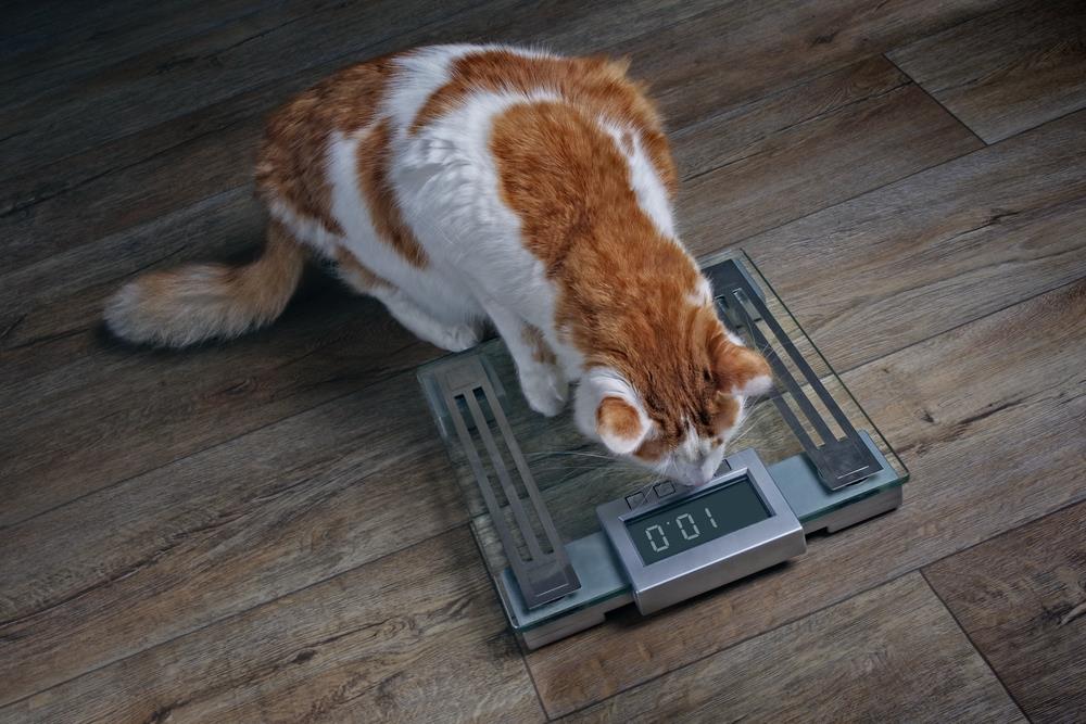 How to Deal with Your Pet's Obesity
