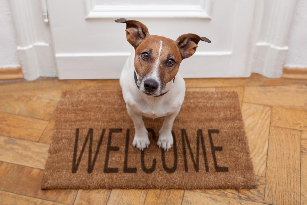Creating an Enriching Environment for Indoor Pets