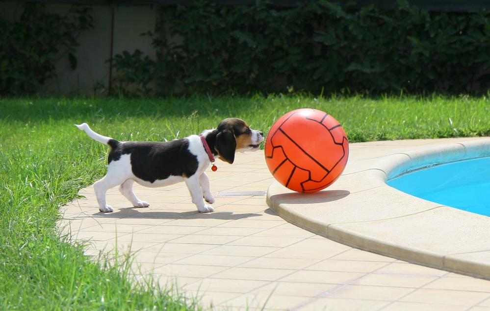 Keeping Pets Safe Around Water