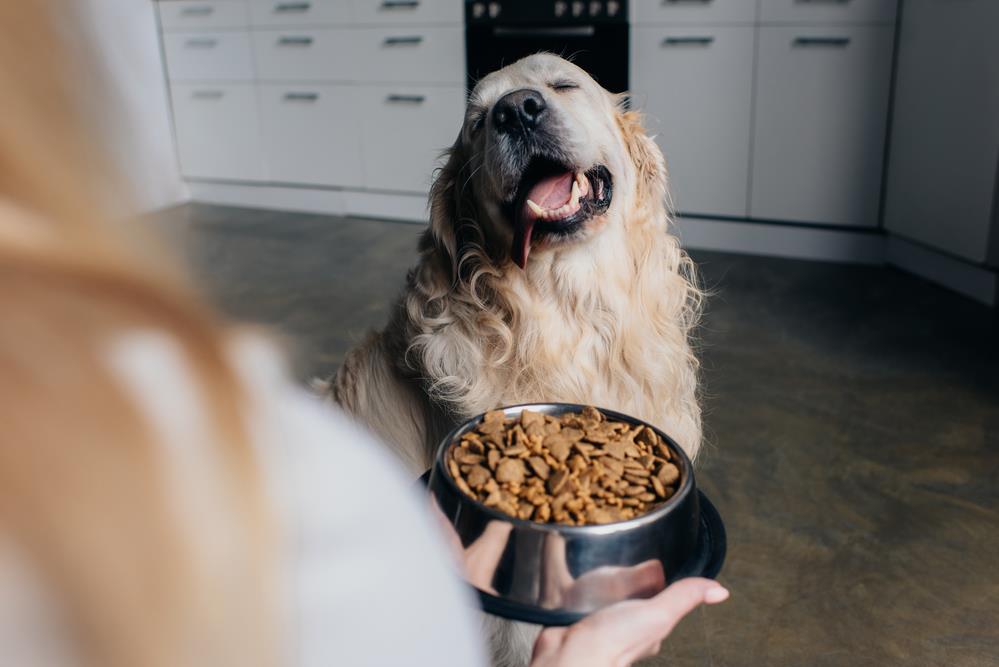 Understanding the Importance of Digestive Health in Pets