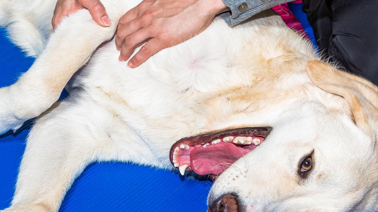 Training Your Pet for Therapy Work