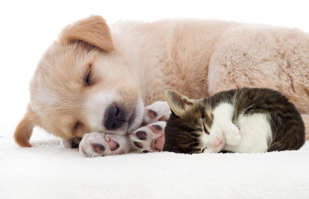 How Pets Affect Your Sleep: Understanding the Impact of Furry Companions on Rest