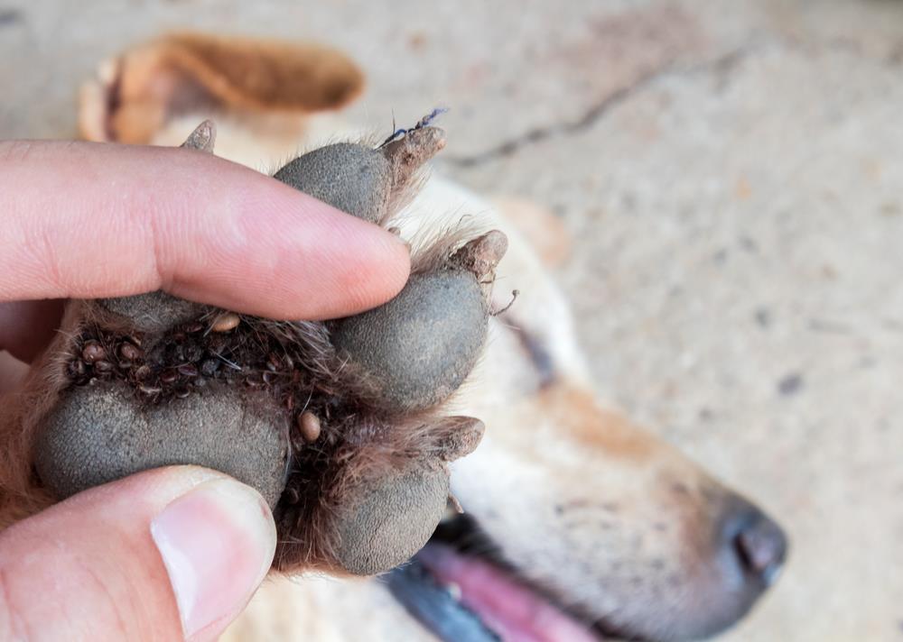 Pets and Pests: Managing Common Household Challenges in Australia