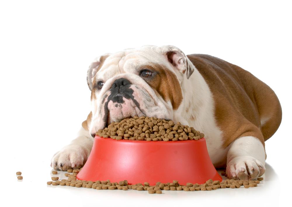 The Dangers of Overfeeding Your Pets