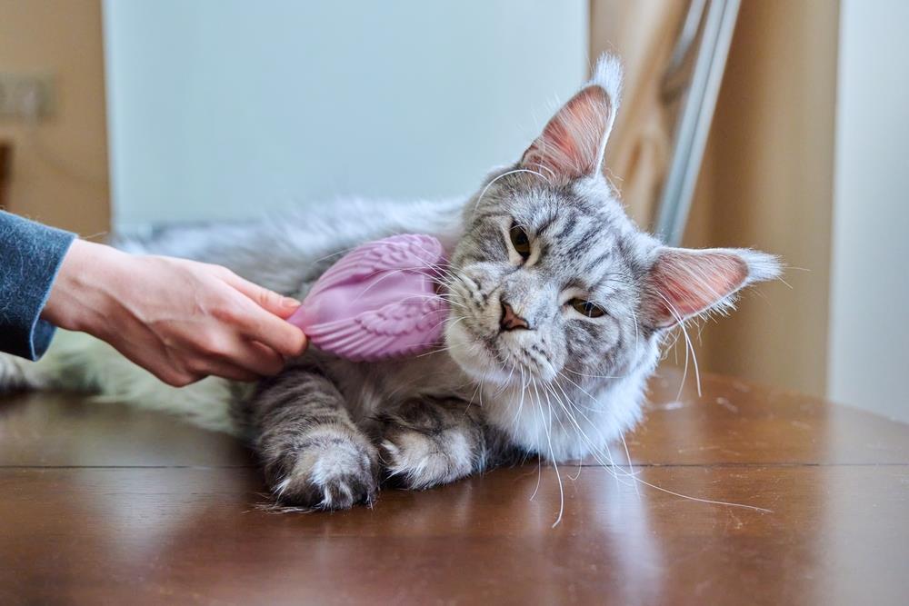 Essential Guide to Your Cat's Vet Visit: What to Expect and How to Prepare