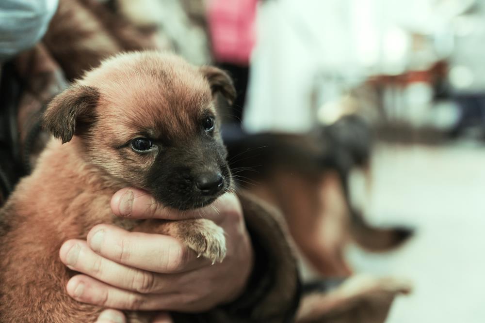 Essential Pet Adoption Tips for Australians: A Guide to Finding Your Perfect Companion