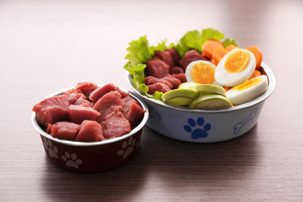 The Truth About Raw Diets for Pets