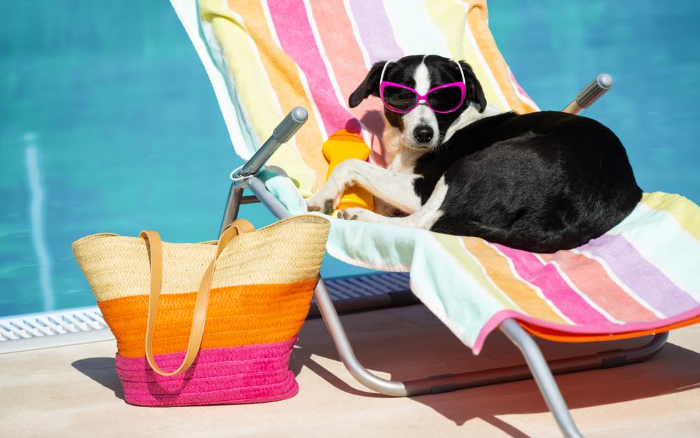 The Importance of Pet Vaccinations: Protecting Your Furry Friends