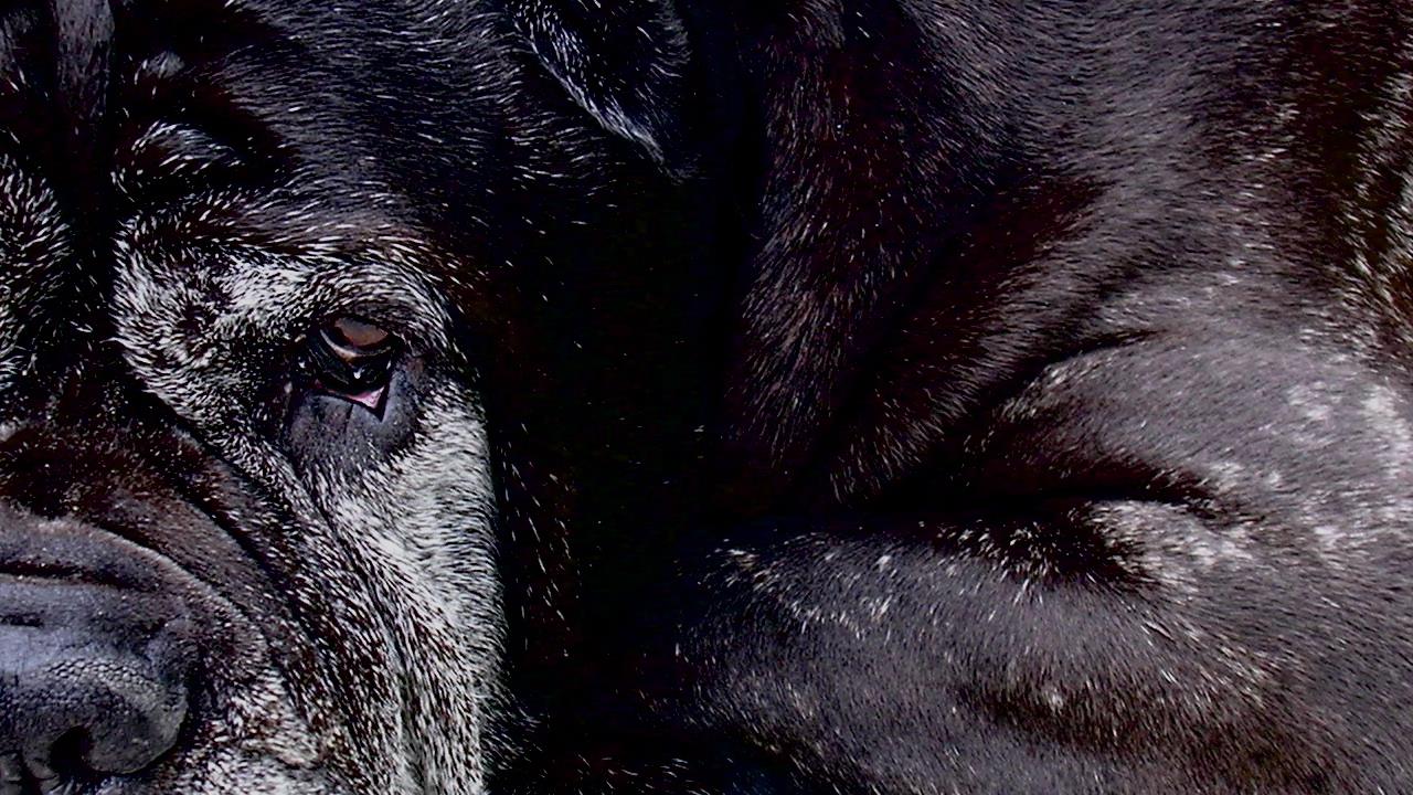 The Effects of Aging in Pets and How to Manage Them