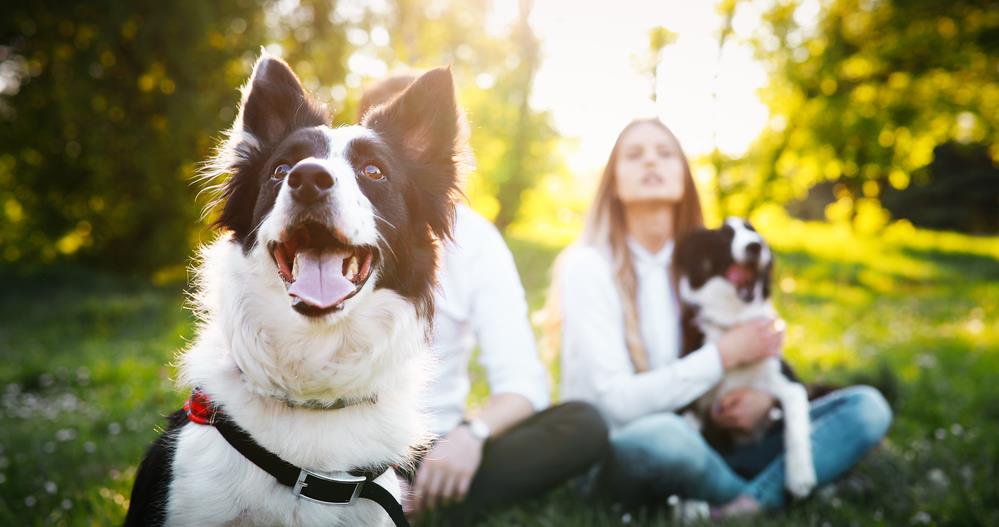Planning for Your Pet's Future: Wills and Pet Trusts