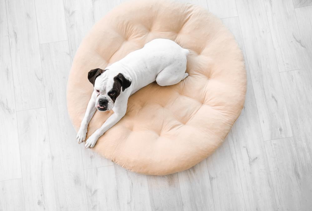 How to Choose the Right Bed for Your Pet