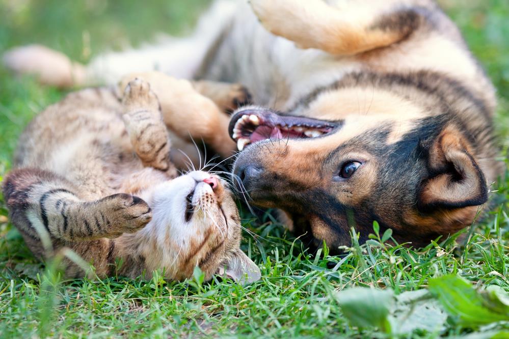 The Importance of Mental Stimulation for Pets