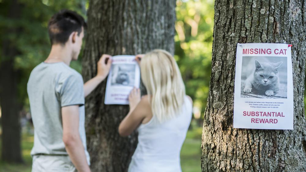 What to Do If Your Pet Gets Lost