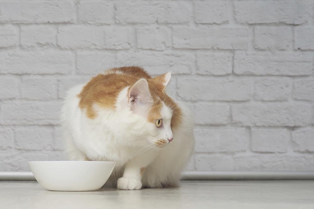 How to Prevent Pet Obesity: Tips and Strategies for Australian Pet Owners