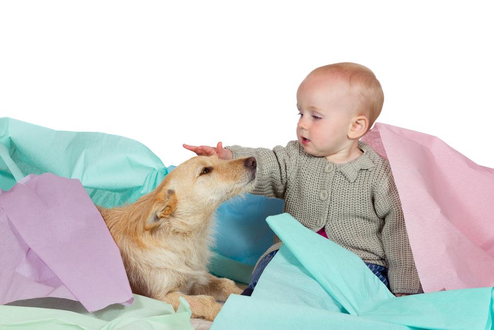 How to Prepare Your Pet for a New Baby