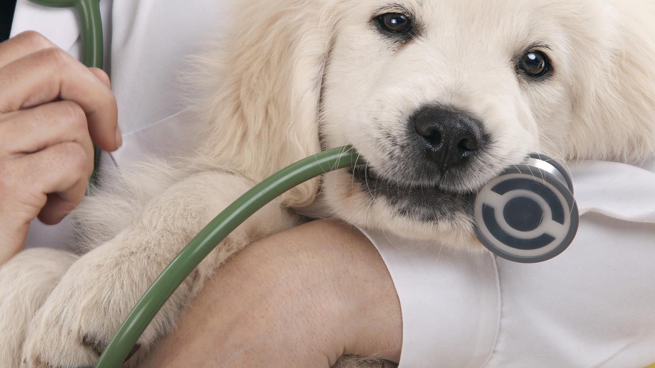Understanding Pet Blood Work: A Comprehensive Guide for Pet Owners