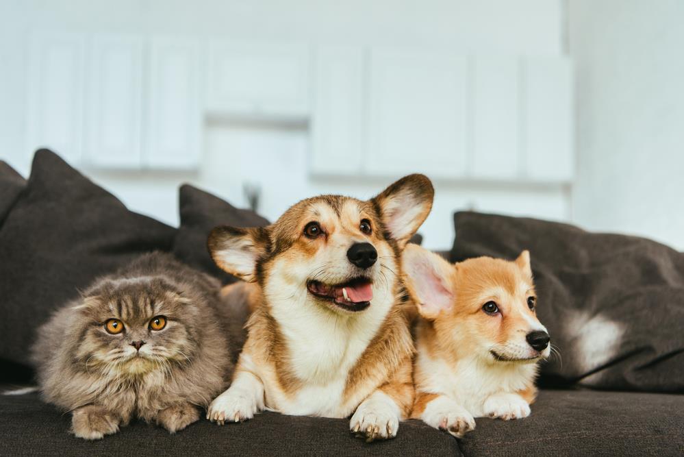 Debunking Common Pet Myths