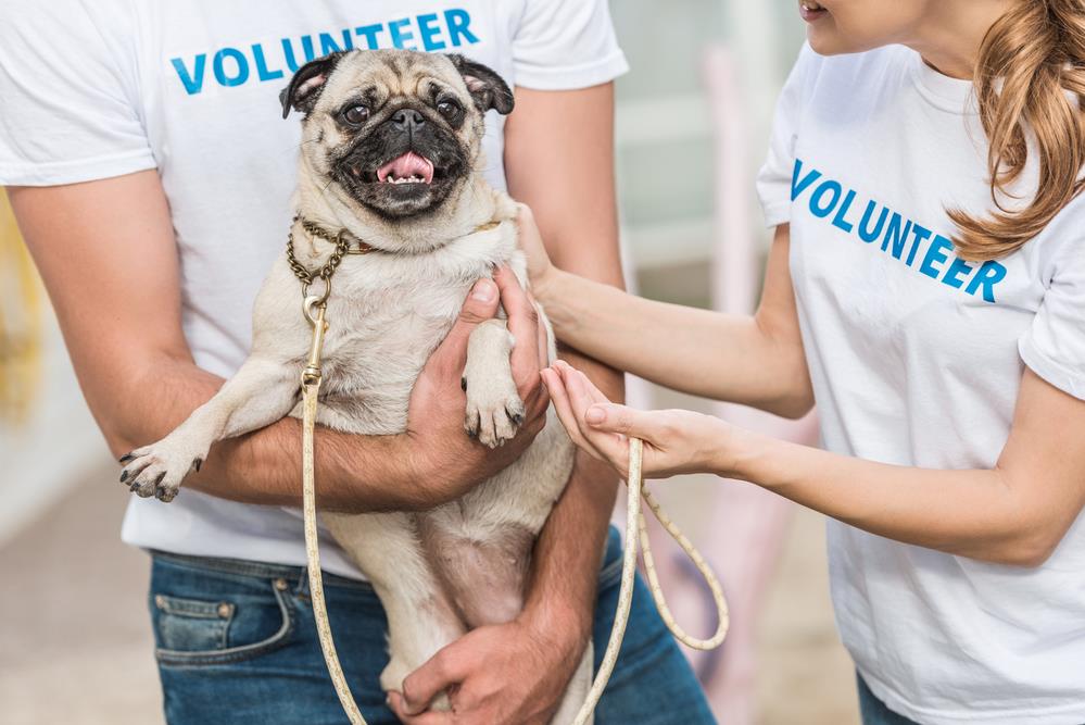 Choosing Between a Shelter, Rescue, or Breeder for Your New Pet