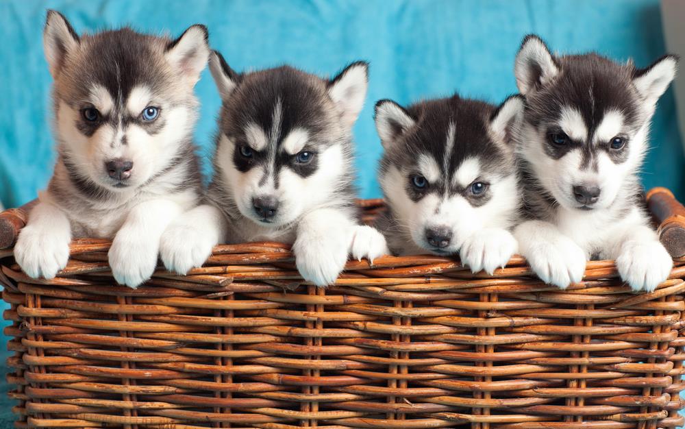 Essential Guide to Pet Skin Health: Tips for Australian Pet Owners