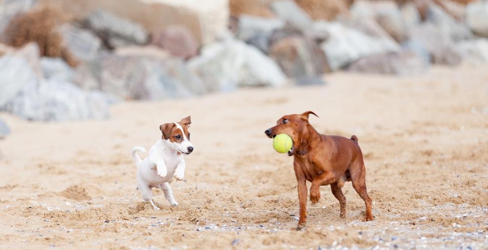 Outdoor Activities for Pets: Exploring the Best Adventures for Your Furry Friends
