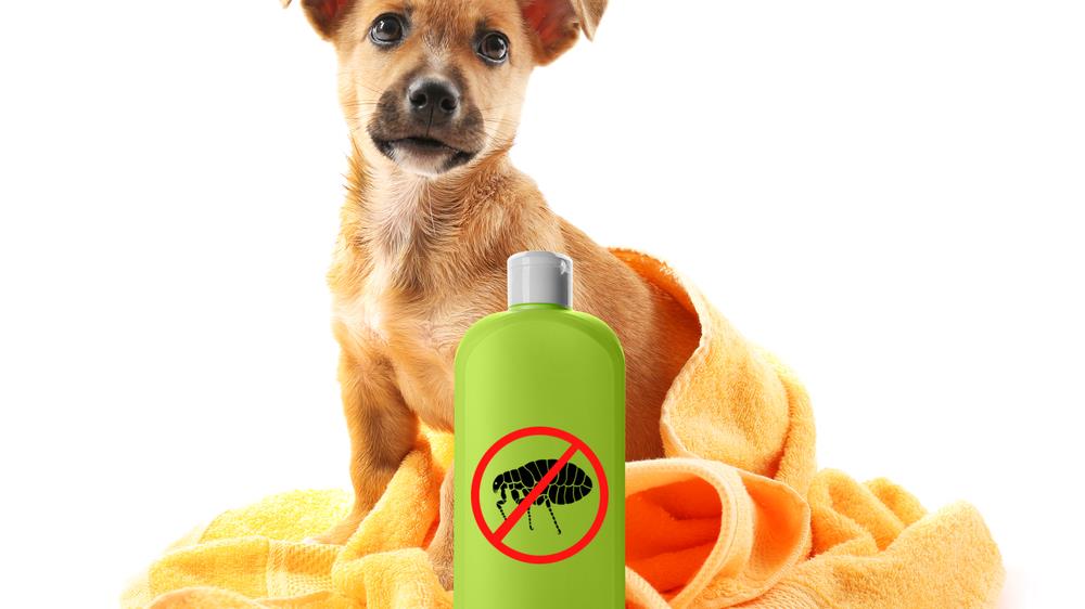 Keeping Pets Safe from Household Poisons