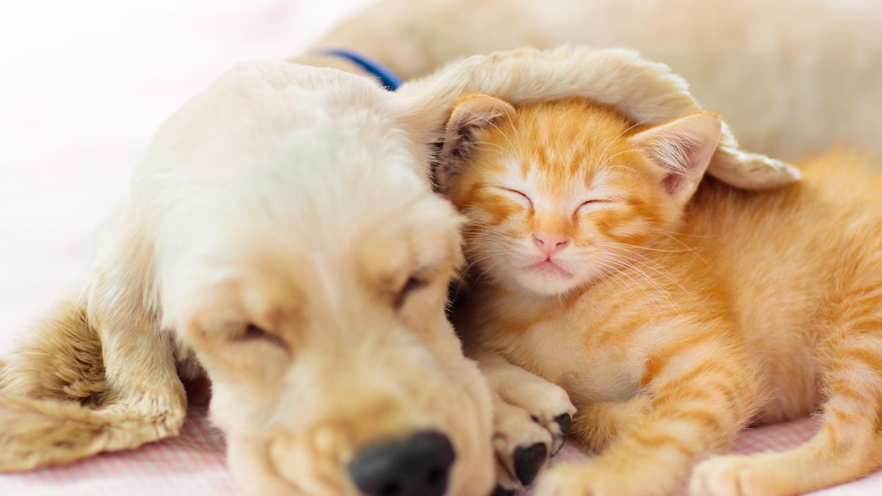 The Science Behind Your Pet’s Sleep