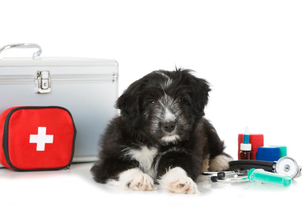 Essential Pet First Aid: A Guide for Australian Pet Owners