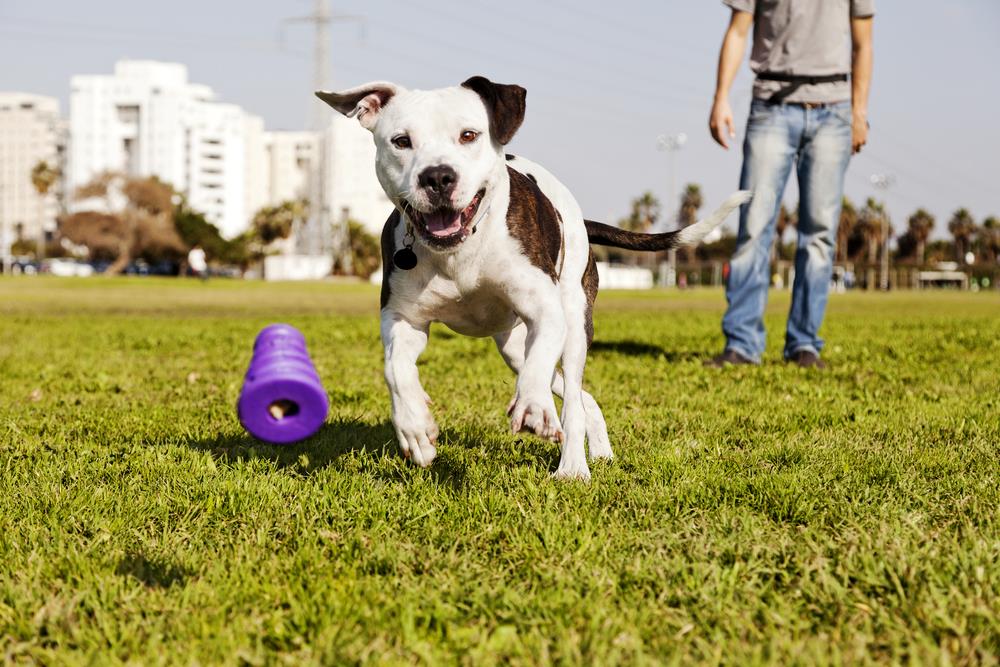 How to Create a Safe Outdoor Space for Your Pets