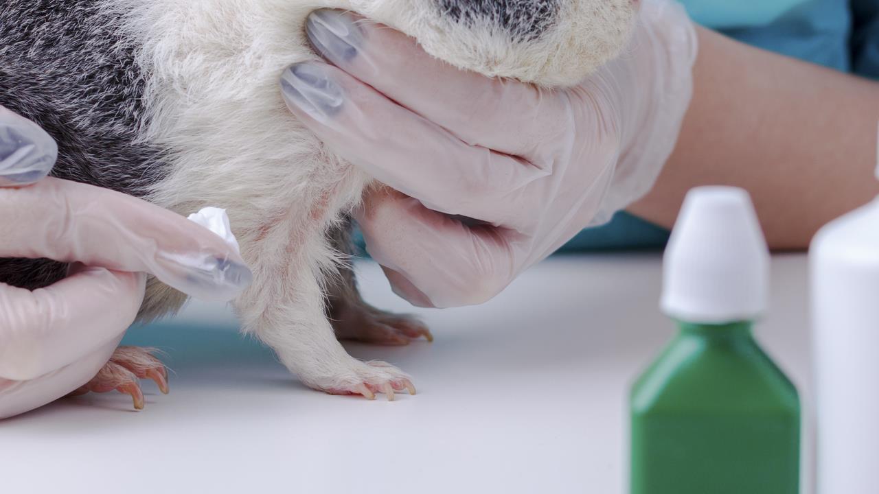 How to Manage a Pet with Chronic Illness