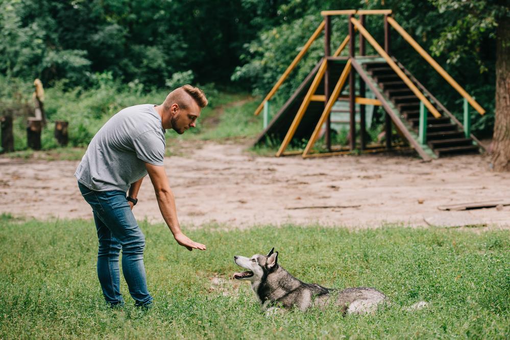How to Teach Your Pets Basic Commands