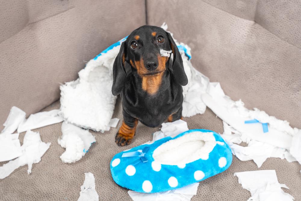 The Do's and Don'ts of Pet Discipline