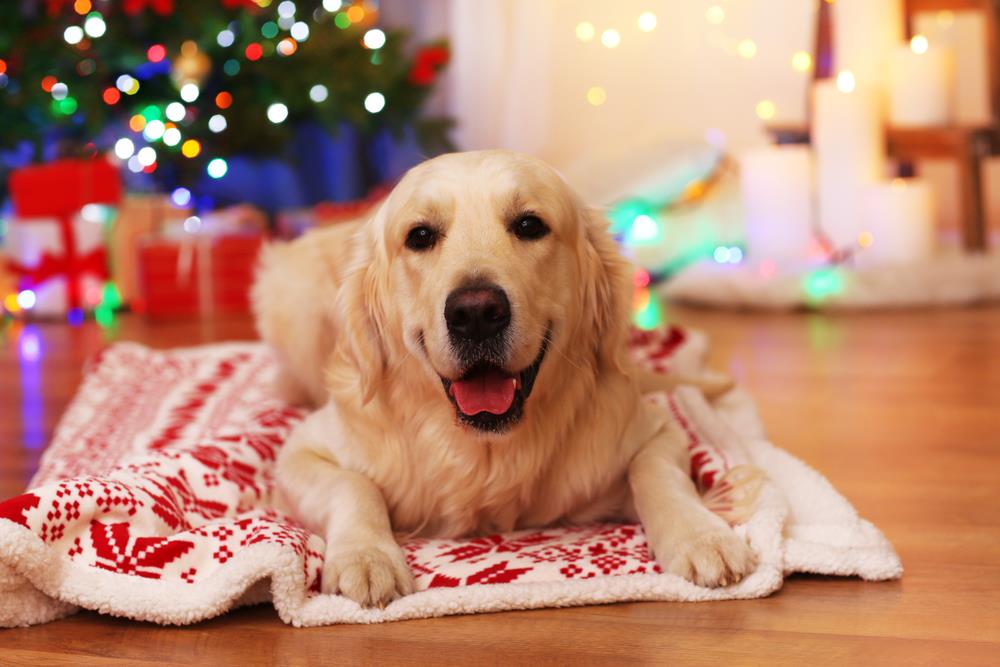 Pet Holiday Safety Tips: Keeping Your Furry Friends Safe During Festive Seasons