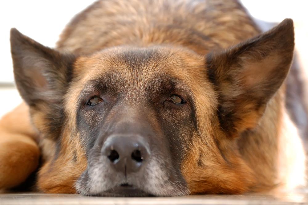 Elderly Pet Care: Essential Tips for Keeping Your Senior Pets Healthy and Happy