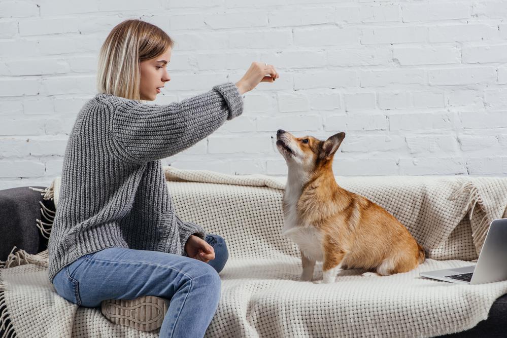 Basic Training Techniques for Pets