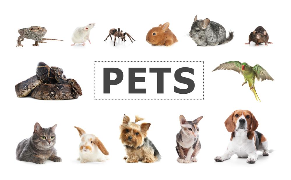 How to Choose the Right Pet for Your Lifestyle