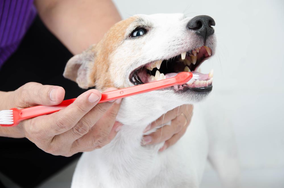 Understanding Your Pet’s Dental Health