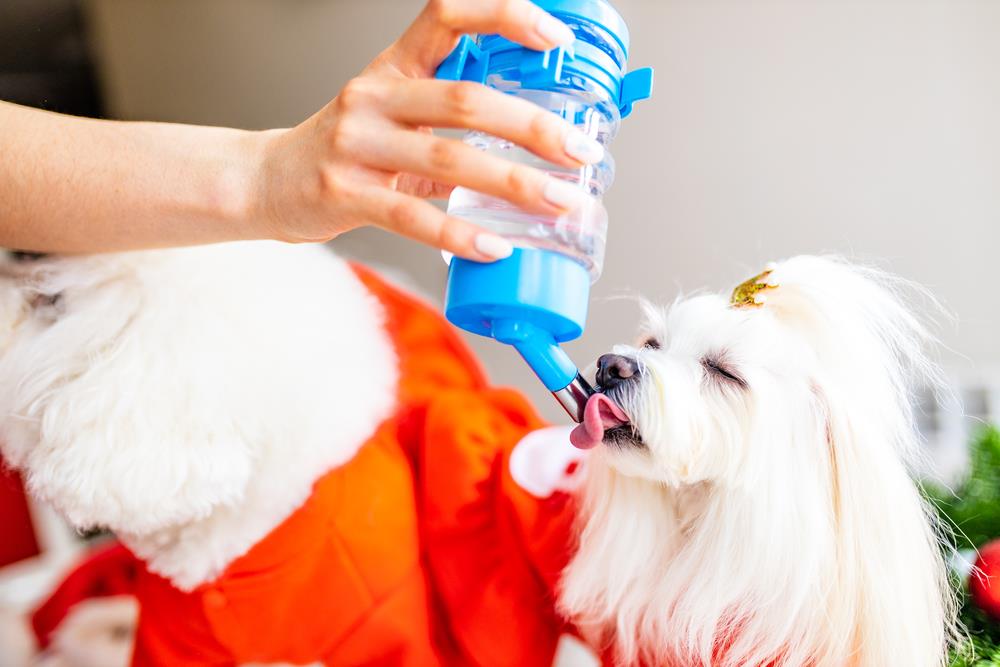 The Importance of Hydration in Pets