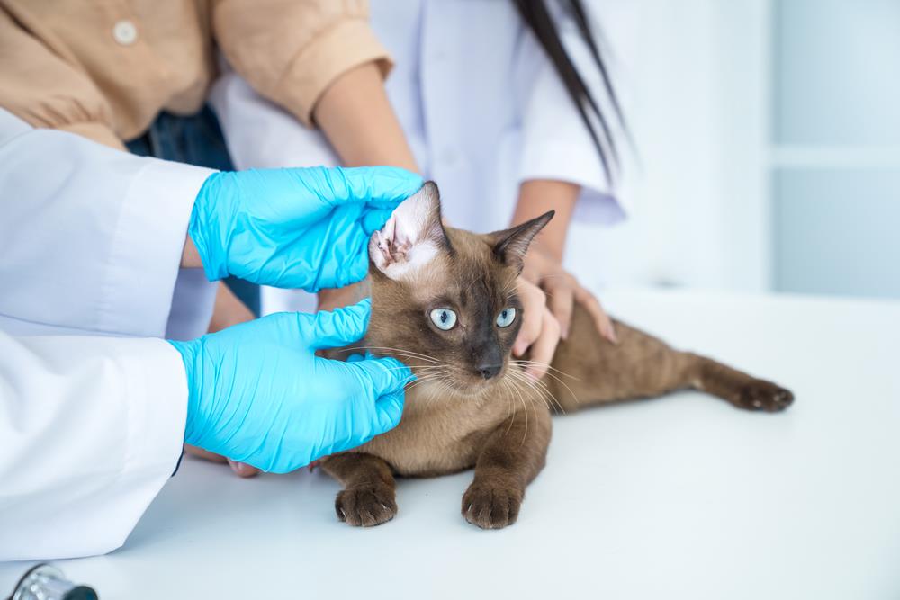The Importance of Spaying and Neutering: Benefits and Considerations for Pet Owners