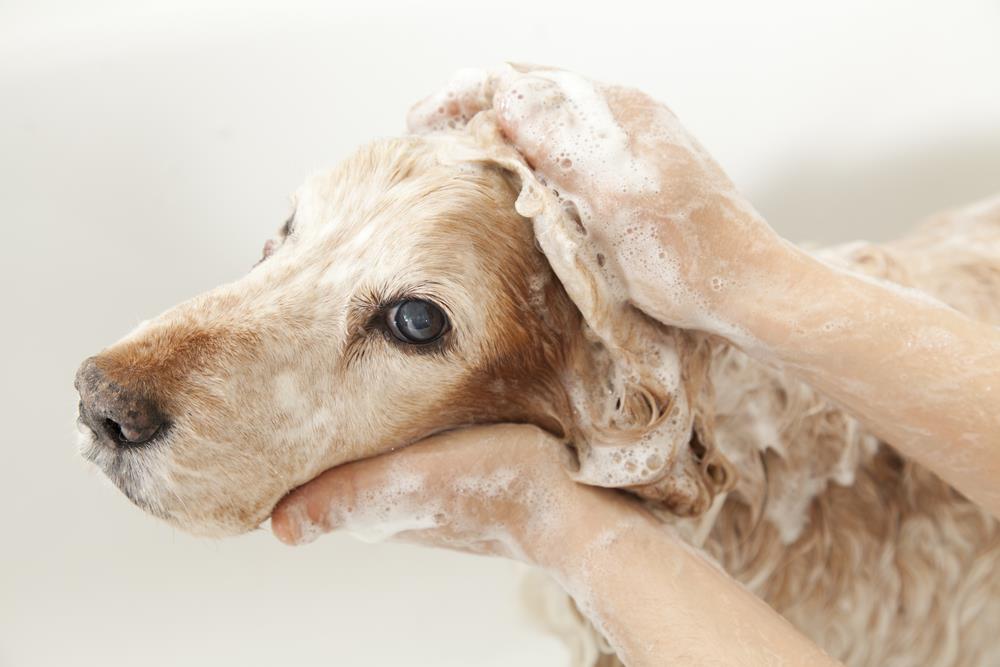 Hygiene 101: Keeping Your Pets Clean