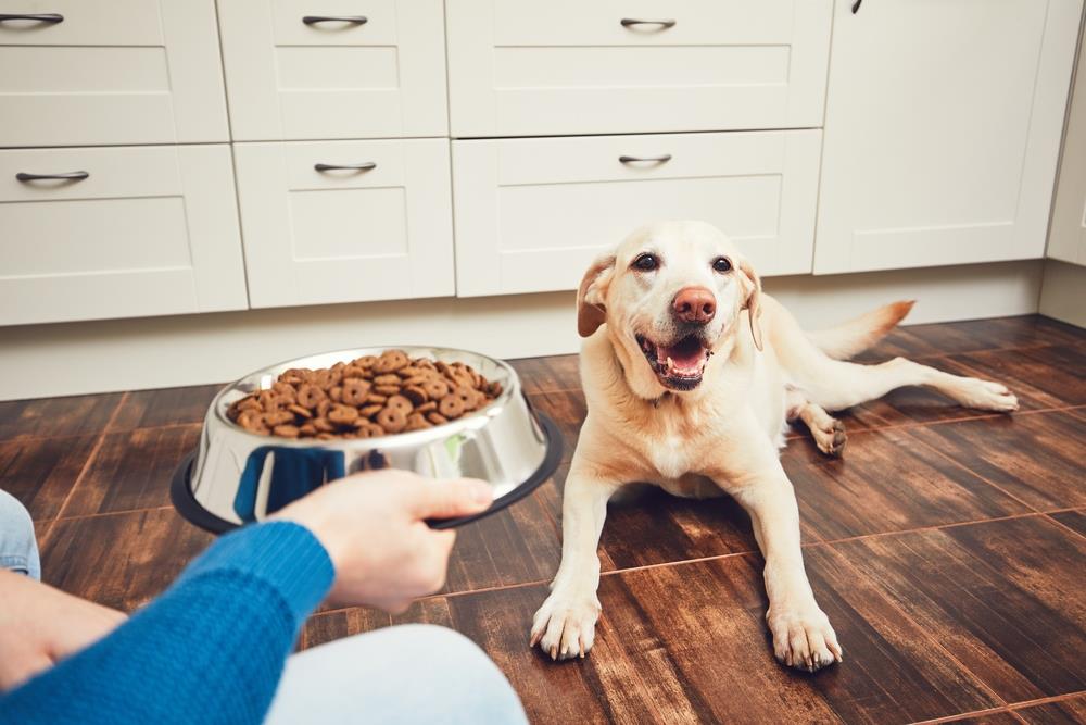 Choosing the Right Diet for Your Pet's Age and Size
