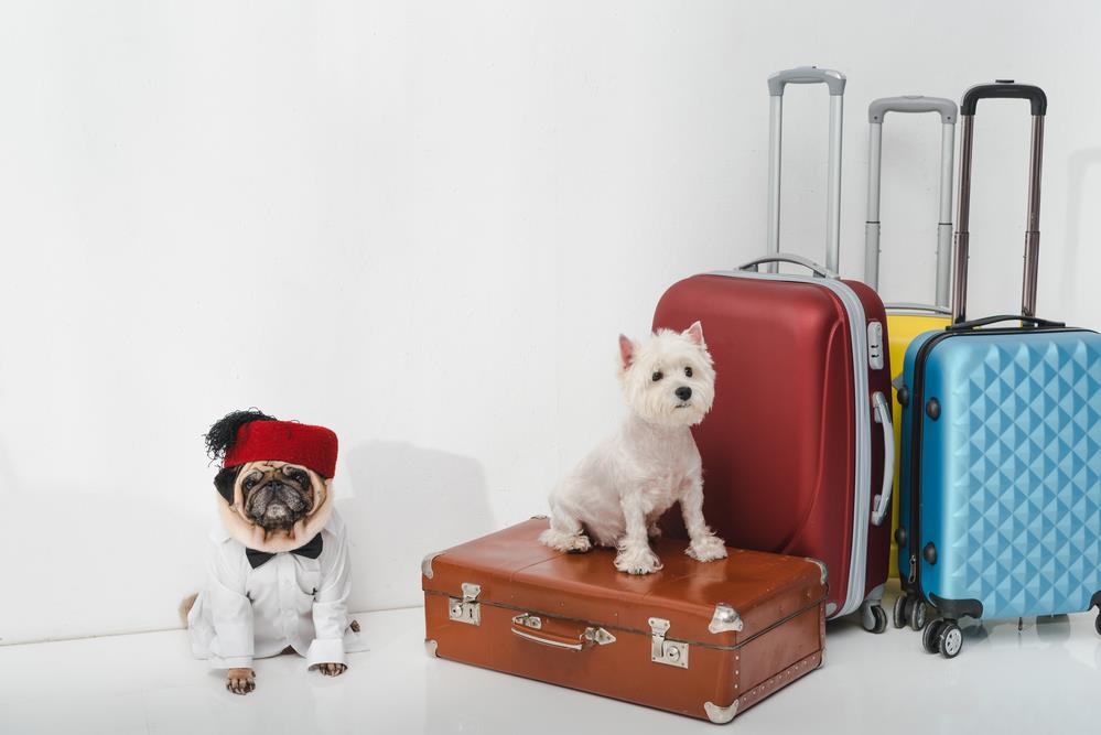 Travelling with Pets: Tips for a Smooth Journey with Your Furry Friend